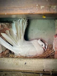 Lakay & Sherazi Pigeons