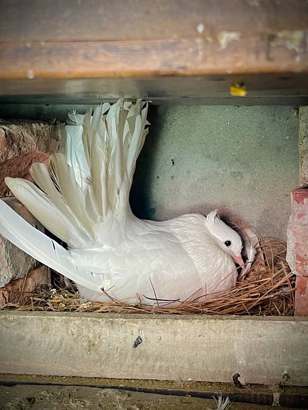 Lakay & Sherazi Pigeons 0