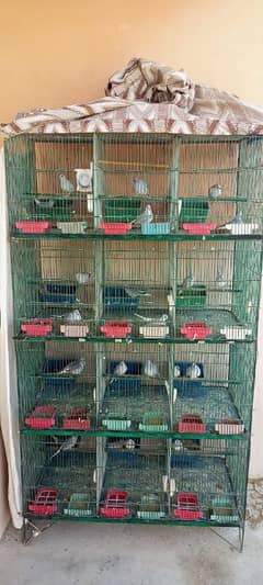 12 portion cage with breeder pair of common diamond dove