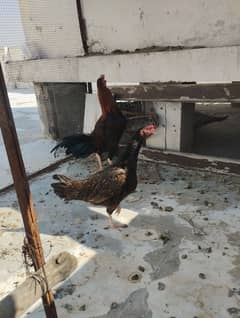 Aseel murga and egg laying Aseel hen for sale