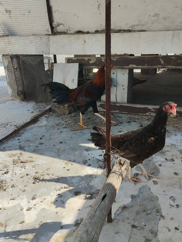 Aseel murga and egg laying Aseel hen for sale 1