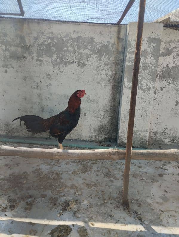 Aseel murga and egg laying Aseel hen for sale 2