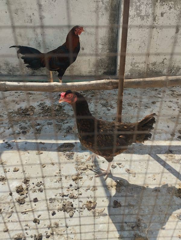 Aseel murga and egg laying Aseel hen for sale 3