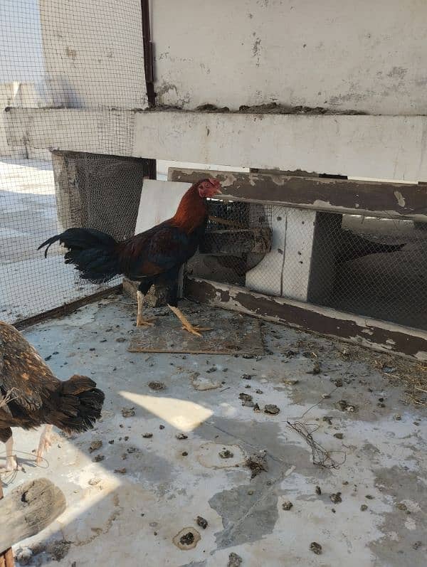 Aseel murga and egg laying Aseel hen for sale 5