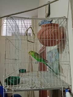 Parrots & cage