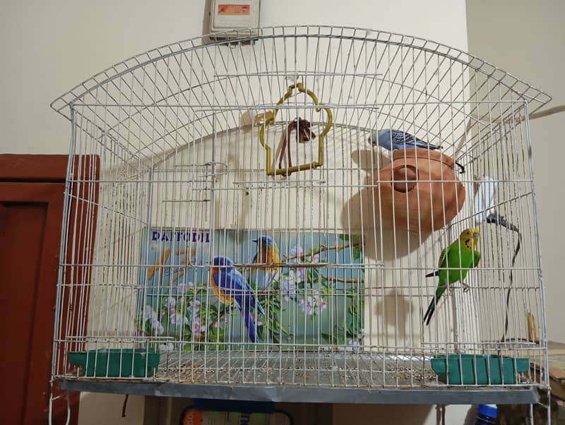 Parrots & cage 1