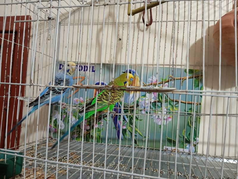 Parrots & cage 3