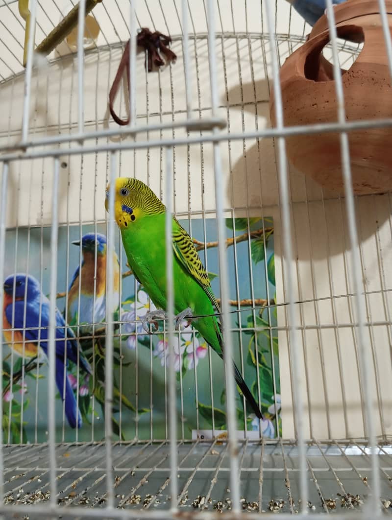 Parrots & cage 4