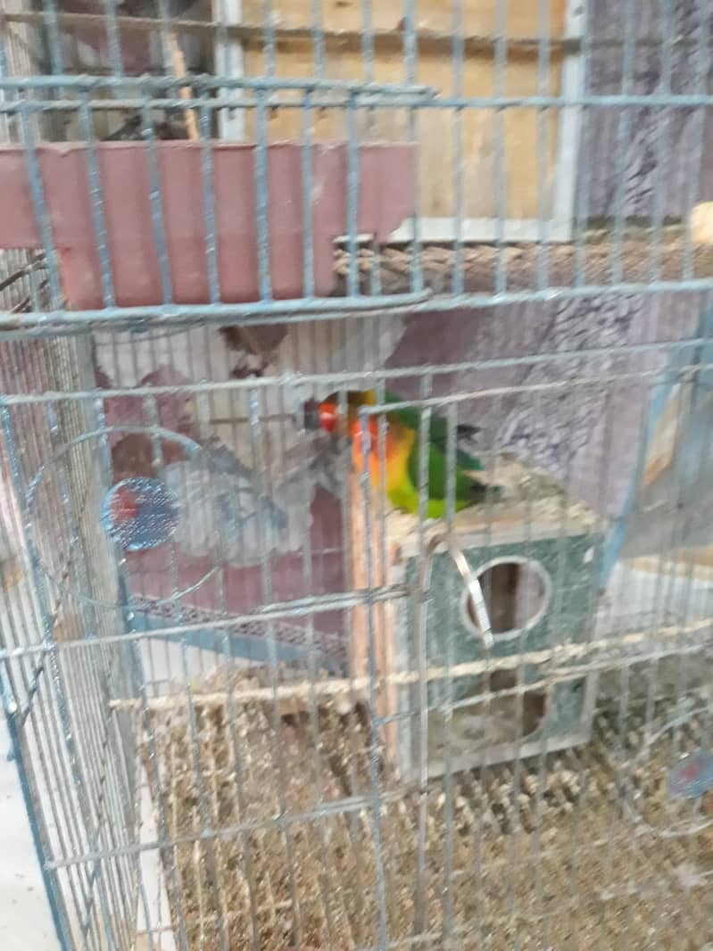 Parrots lovebirds 2 years 0