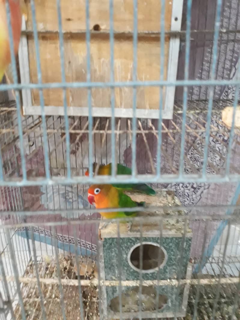 Parrots lovebirds 2 years 1