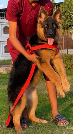 Germane shepherd female long cote show quality for sale