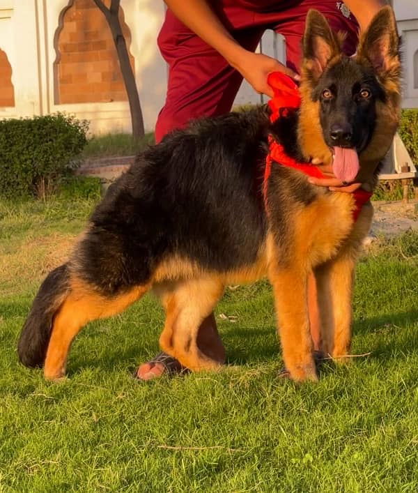 Germane shepherd female long cote show quality for sale 1