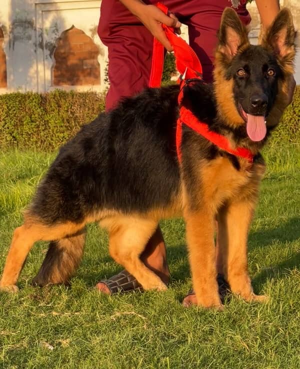 Germane shepherd female long cote show quality for sale 2