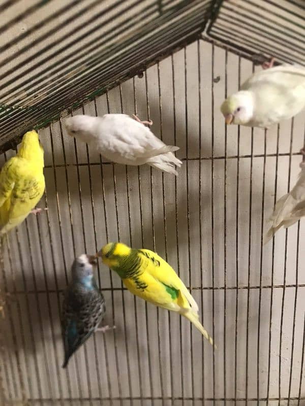 budgie red eye or black eye mix 1