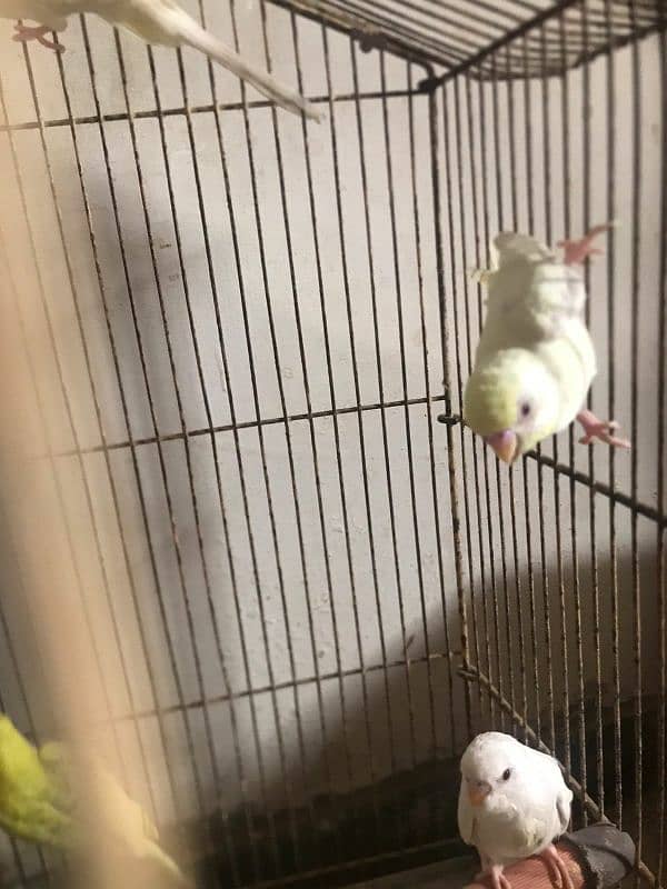 budgie red eye or black eye mix 3