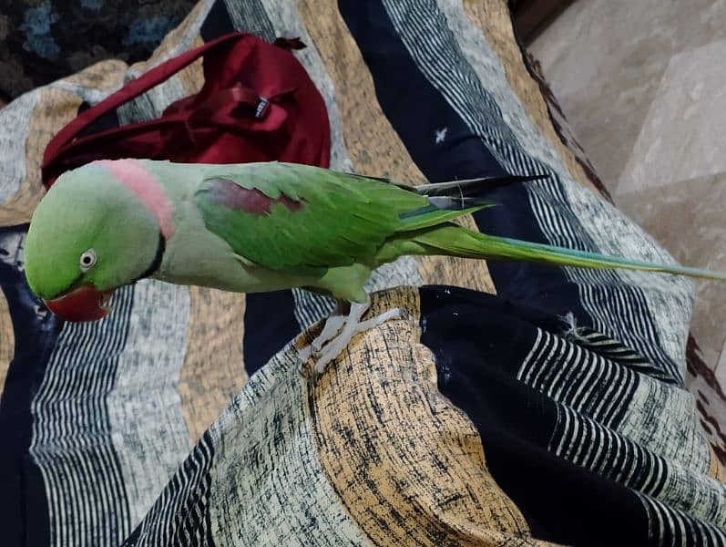 Raw talking tame parrot 03288104963 1