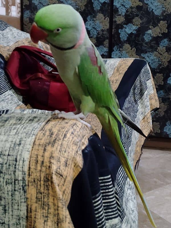 Raw talking tame parrot 03288104963 2