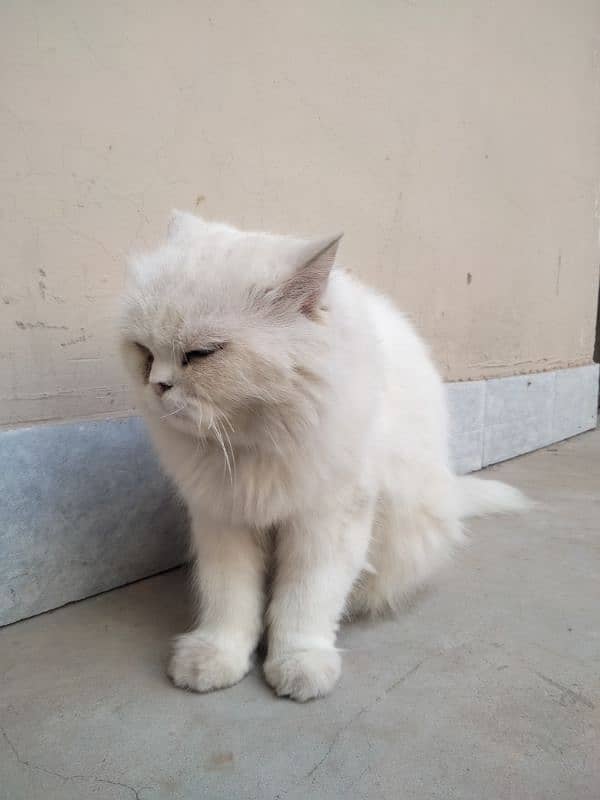 white Persian cat with cross 0