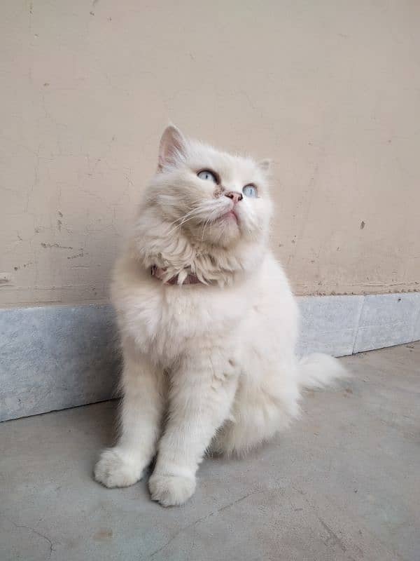 white Persian cat with cross 1