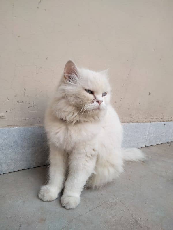 white Persian cat with cross 2