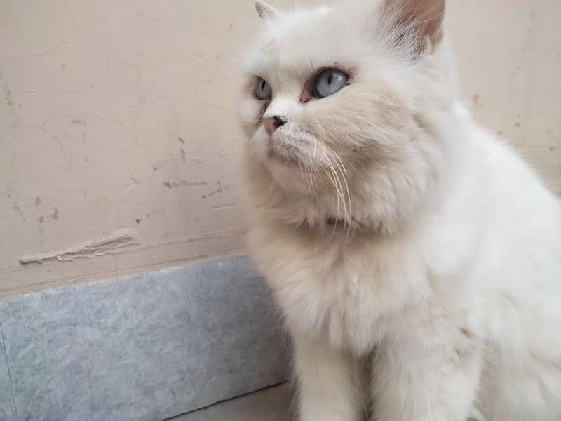 white Persian cat with cross 3