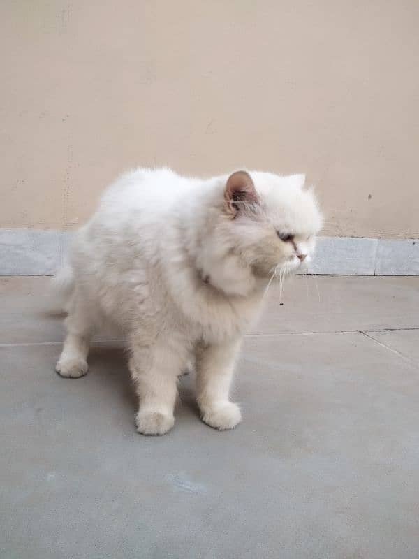 white Persian cat with cross 4