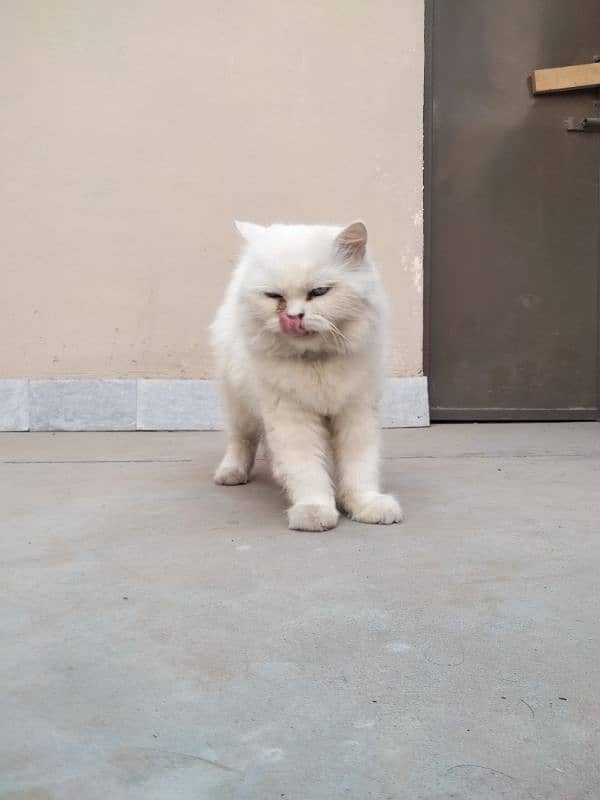 white Persian cat with cross 5