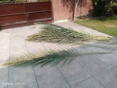 Long leaf for sale (decoration)