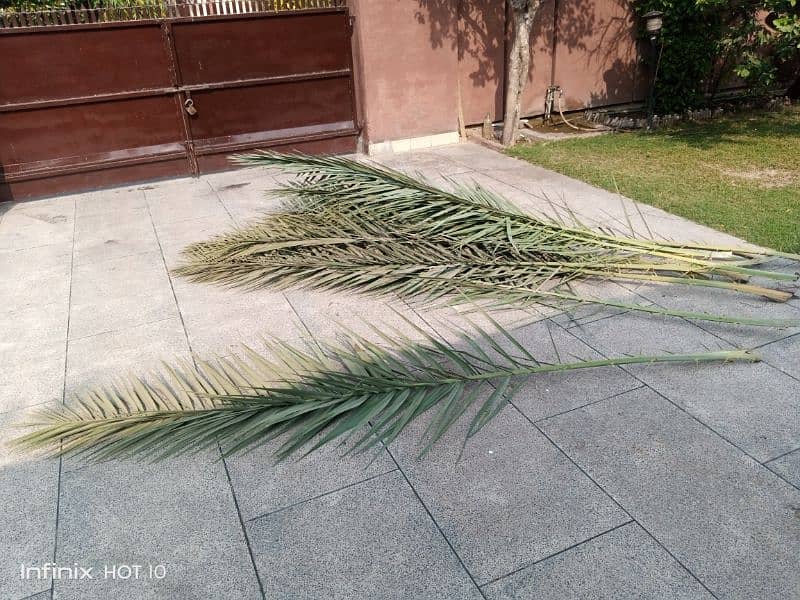 Long leaf for sale (decoration) 0