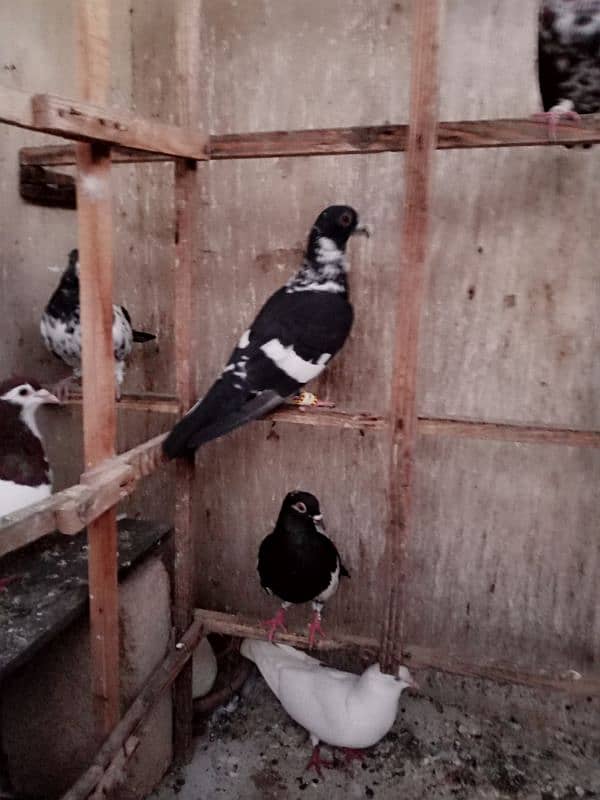 Pigeons for Sell 1