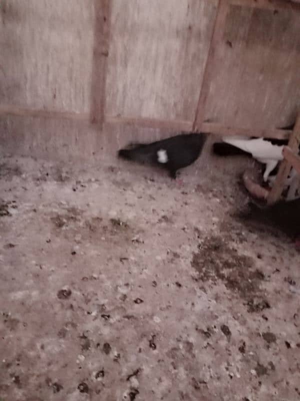 Pigeons for Sell 2