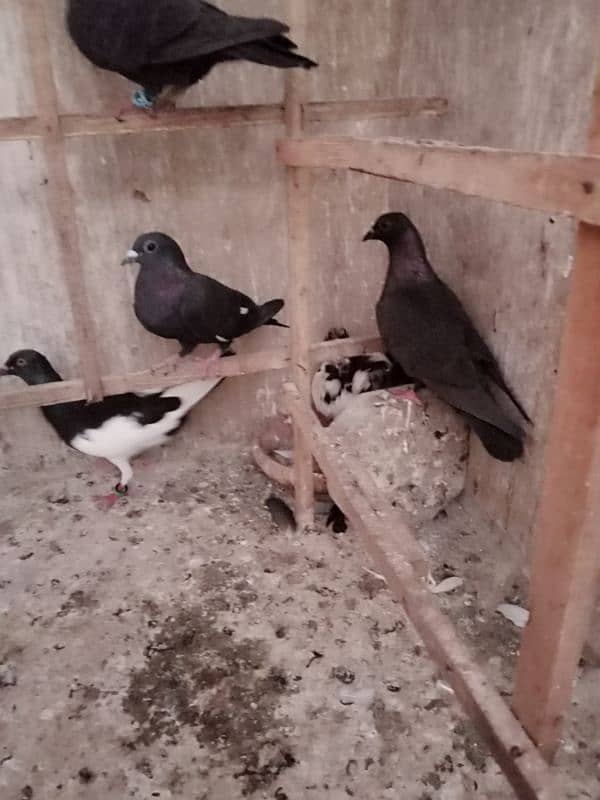 Pigeons for Sell 3