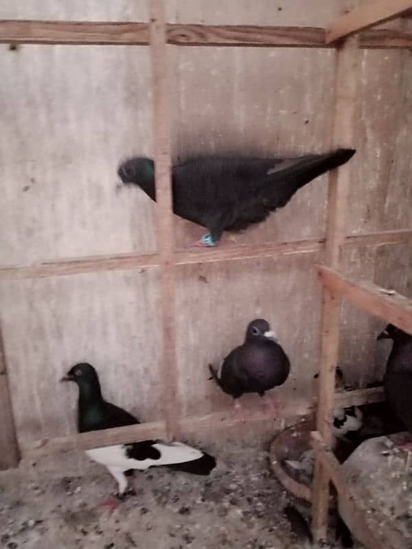 Pigeons for Sell 4