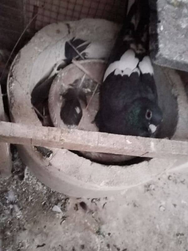 Pigeons for Sell 5