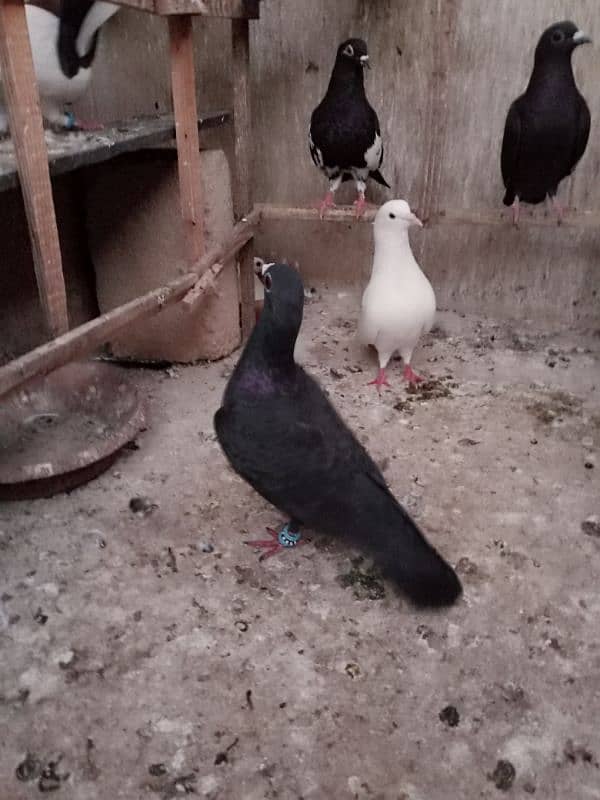 Pigeons for Sell 6