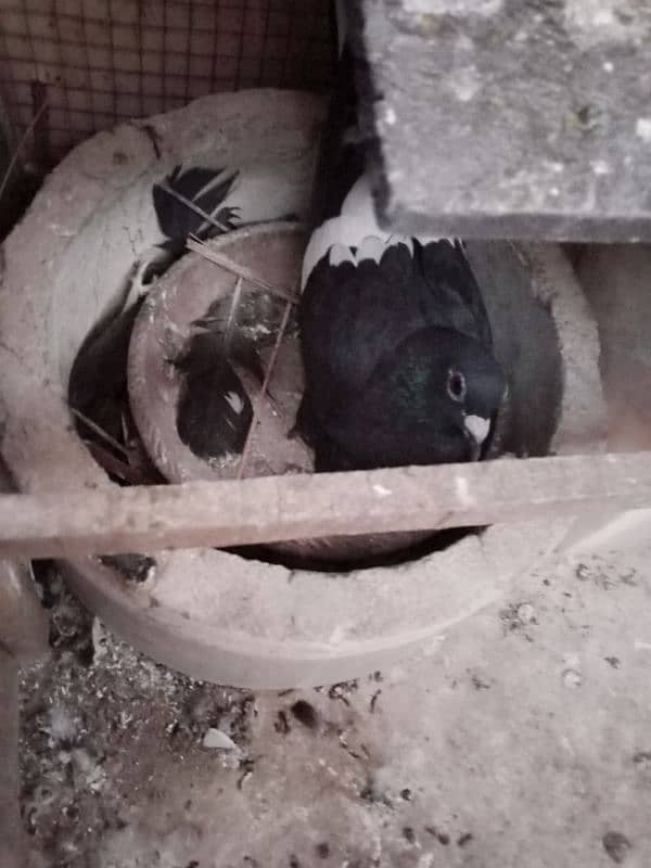 Pigeons for Sell 7