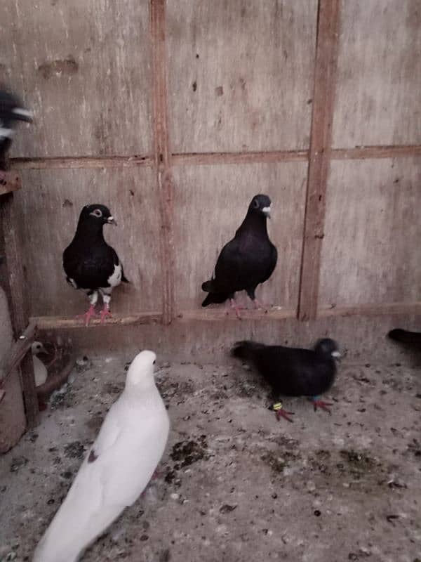 Pigeons for Sell 8