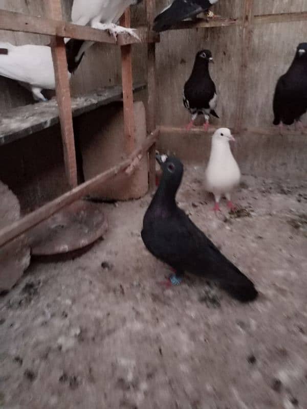 Pigeons for Sell 9