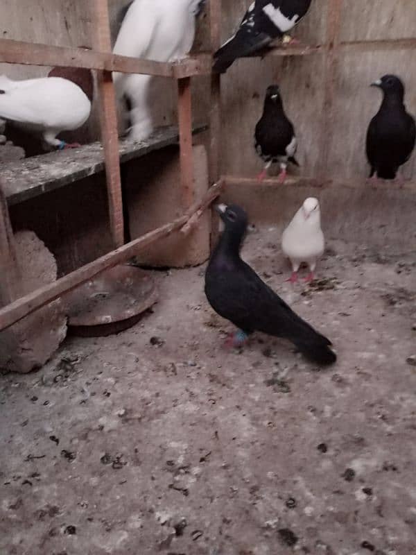 Pigeons for Sell 10