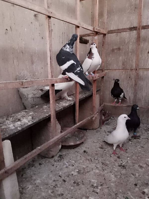 Pigeons for Sell 11