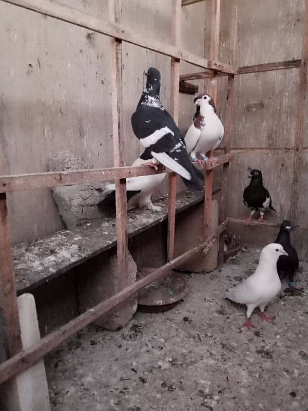 Pigeons for Sell 13