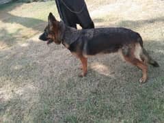 German shepherd female available for sale