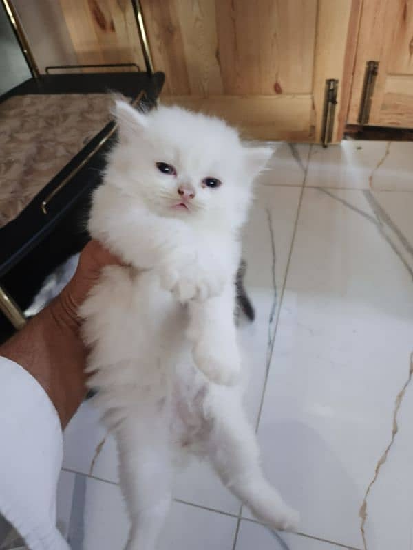 cat kitten Persian 0