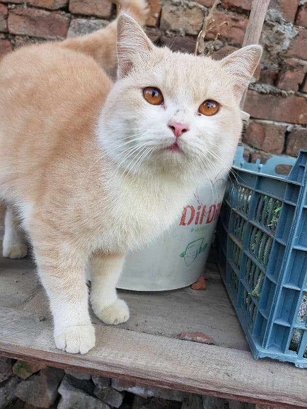 PERSIAN MALE CAT 2