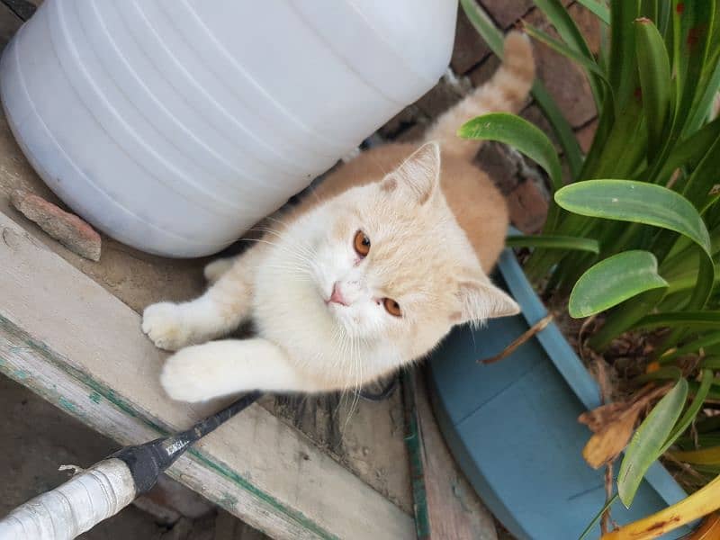 PERSIAN MALE CAT 3