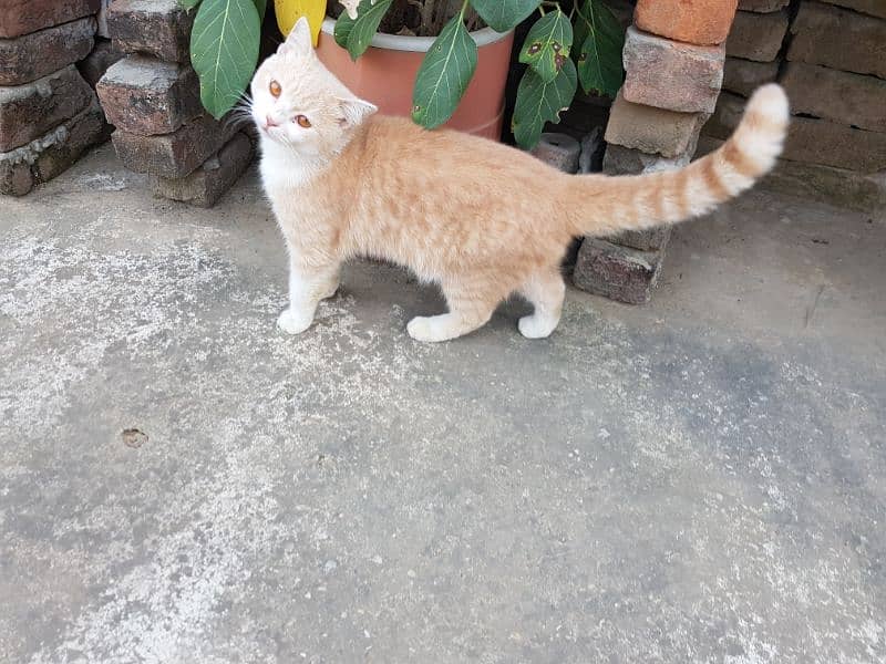 PERSIAN MALE CAT 7