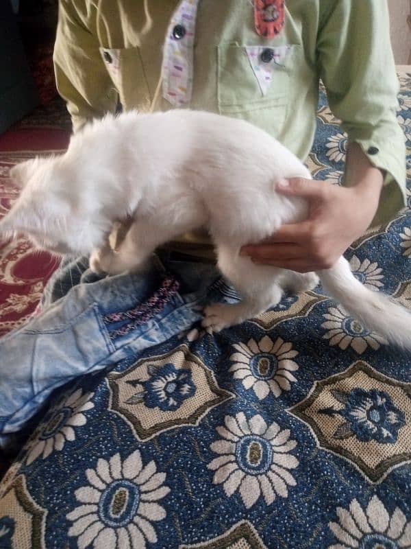 white cat 1