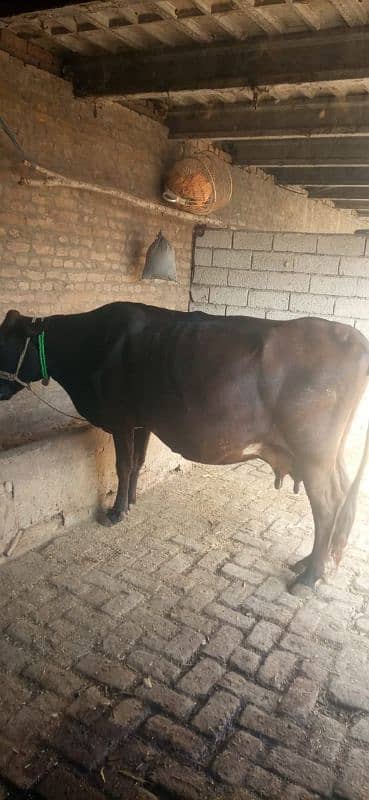 I have beautiful cow looking for new shelter 03028810688 1