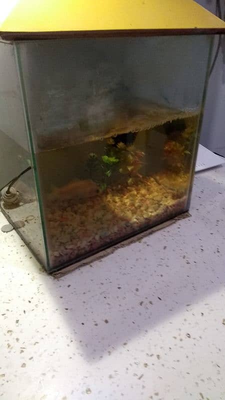 aquarium for urgent sale with all accessories 0