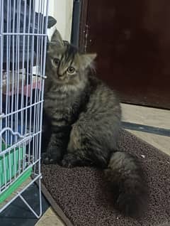 Persian Kitten for sale